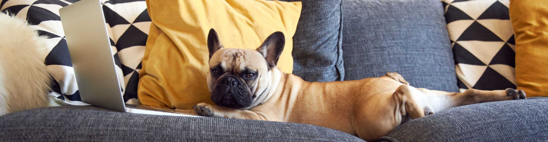 Dog Lying near Laptop on Sofa