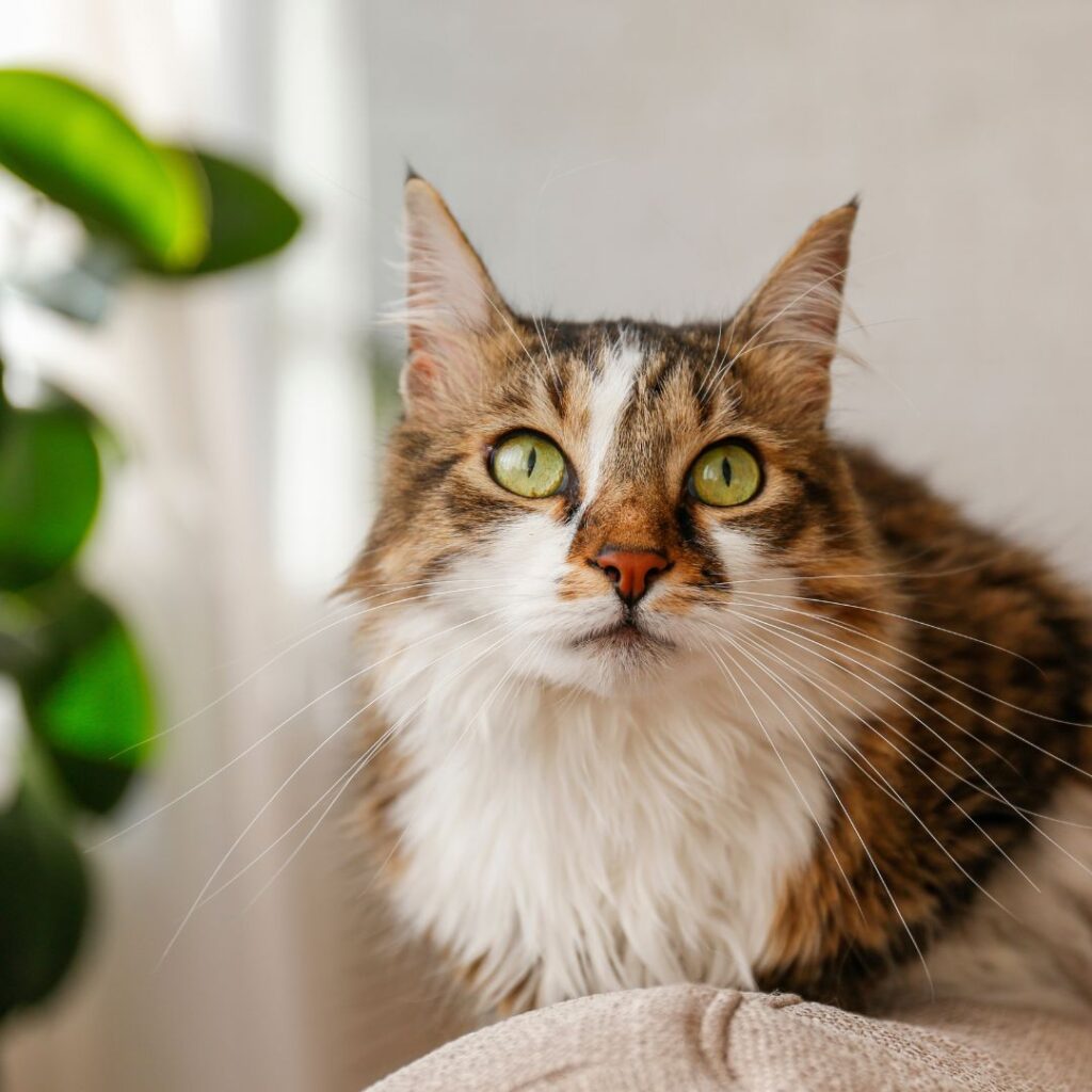 Fluffy cat at home