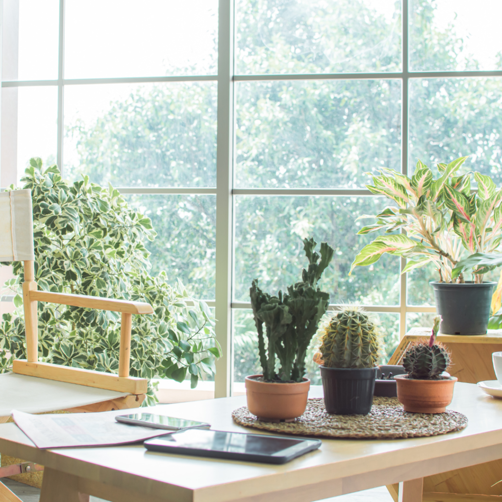 Interior plant dedoration at home