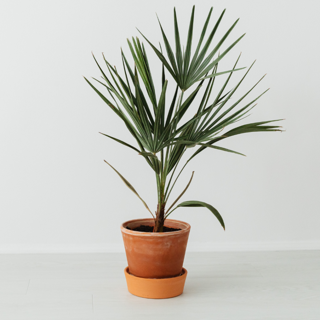 Potted Green Plant
