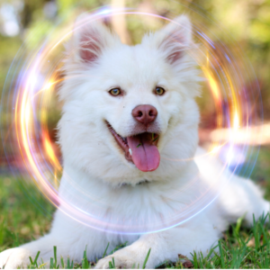 Animal Frequency Bundle
