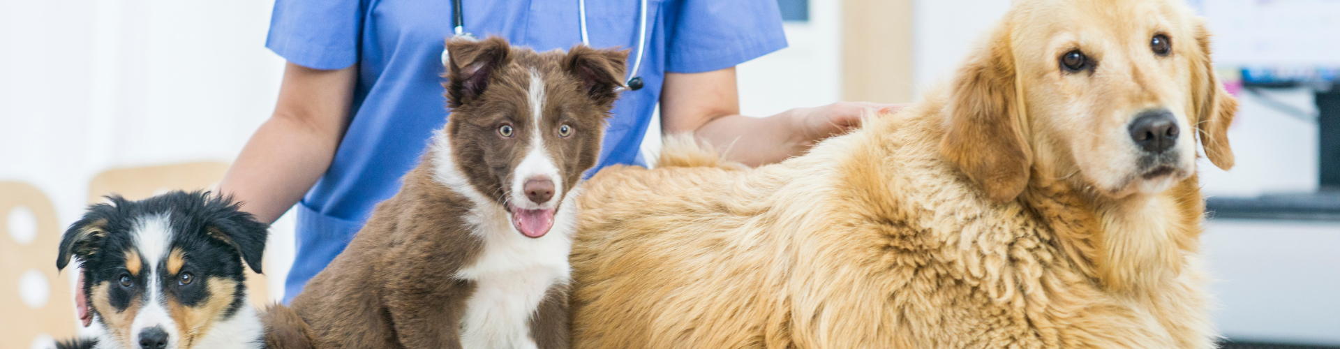 Vet Clinic