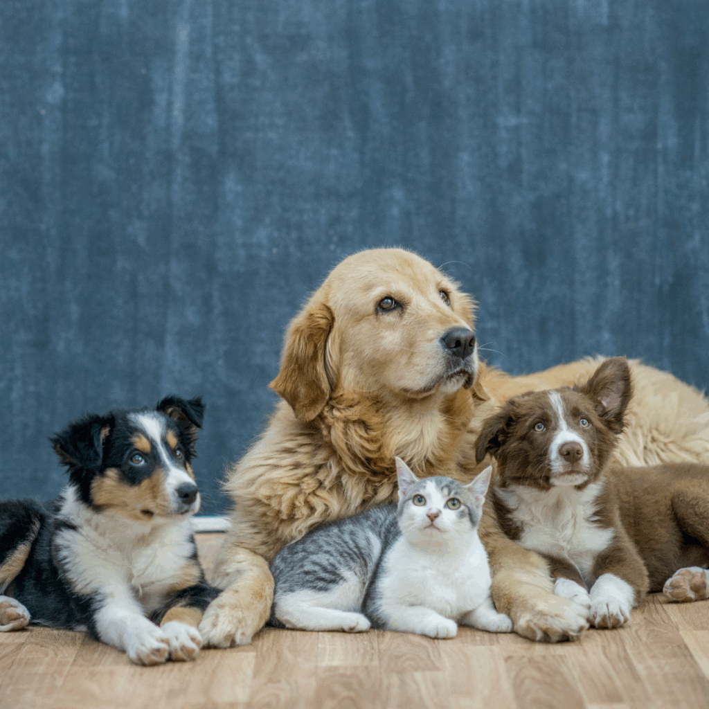 Pets lying together on the floor