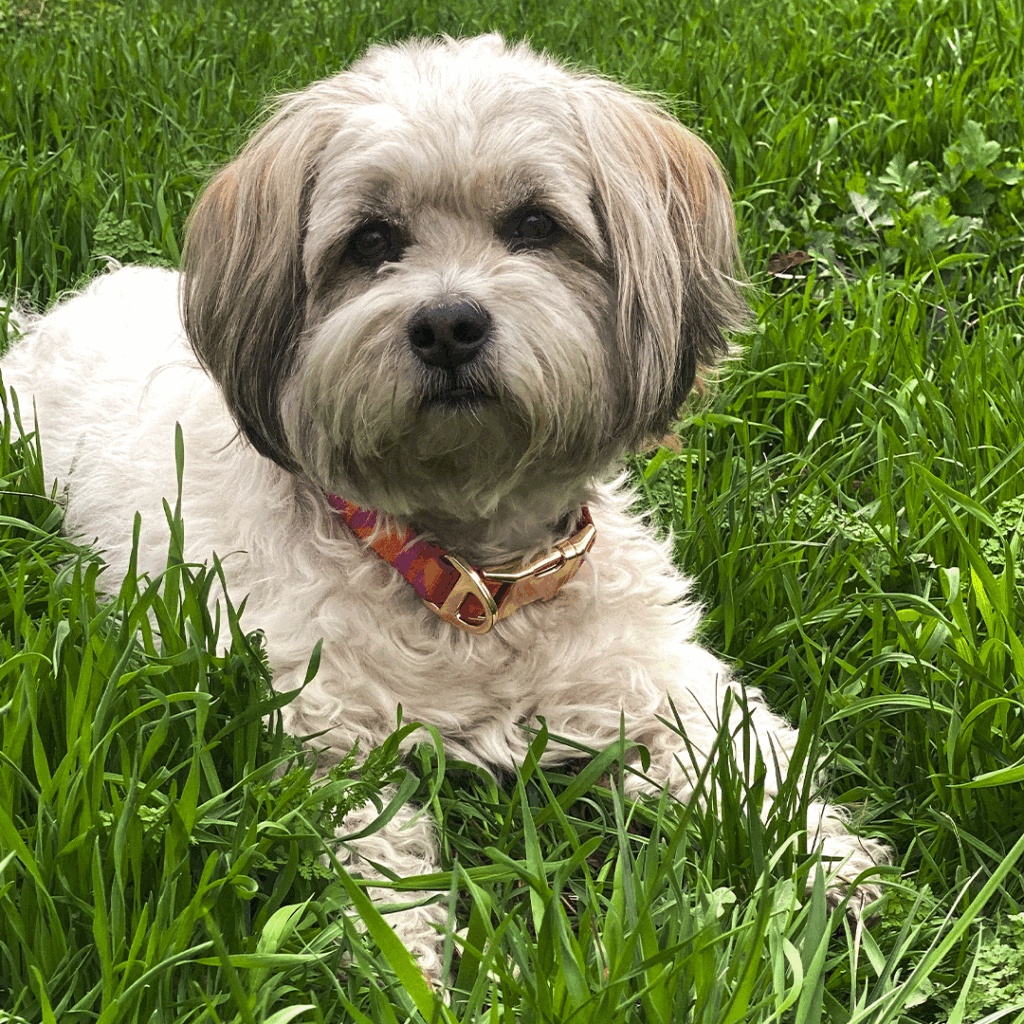 Puppy with collar