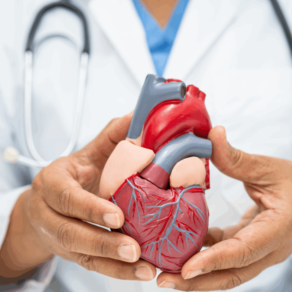 Cardiovascular disease CVD, Asian doctor holding human anatomy m
