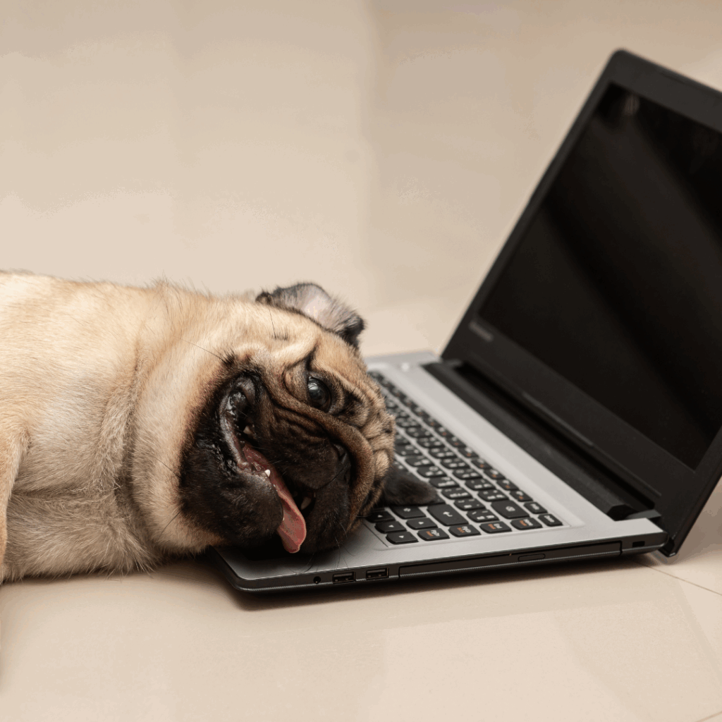 Dog Pug breed lying on computer laptop feeling so tried and lazy for work,Animal Dog and Business Concept