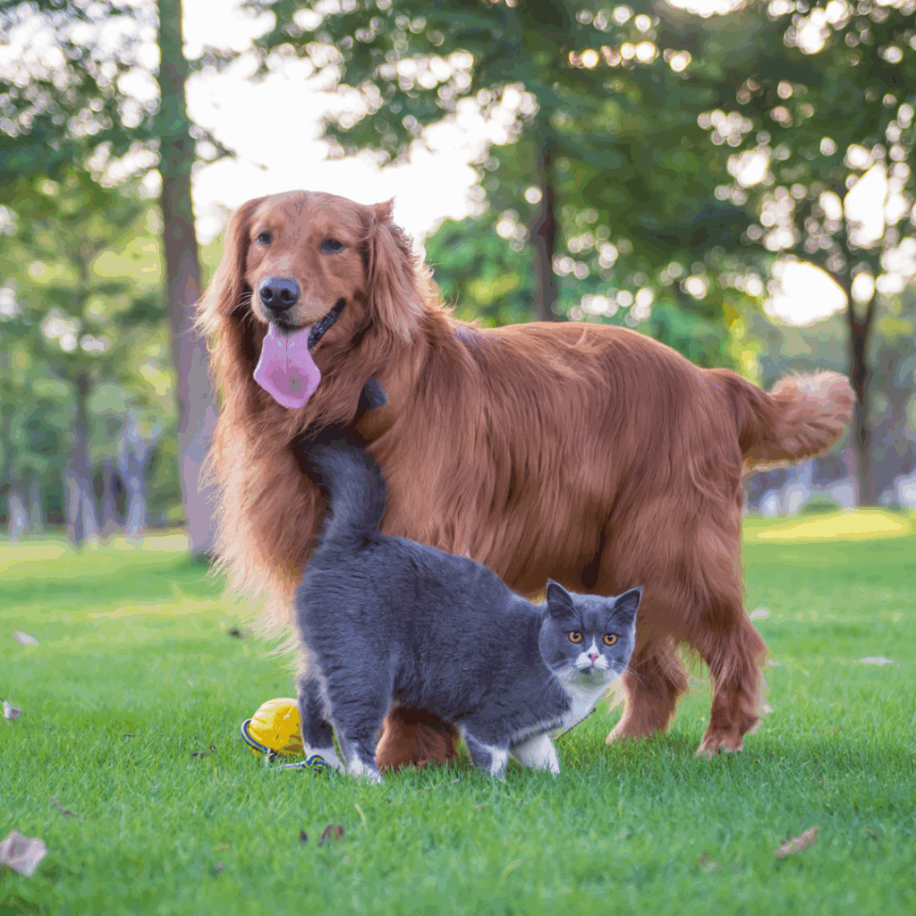 British short hair cats and dogs play in the meadow